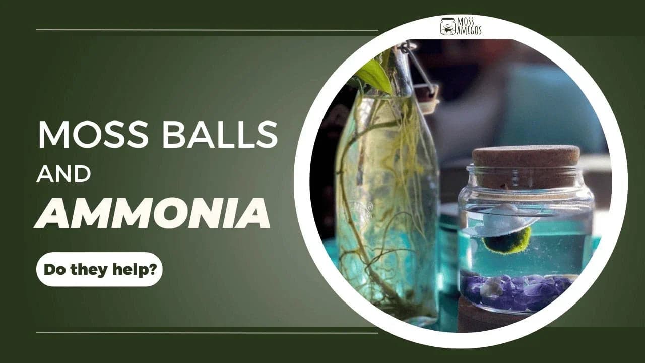 Do Moss Balls Help With Ammonia? What to Know
